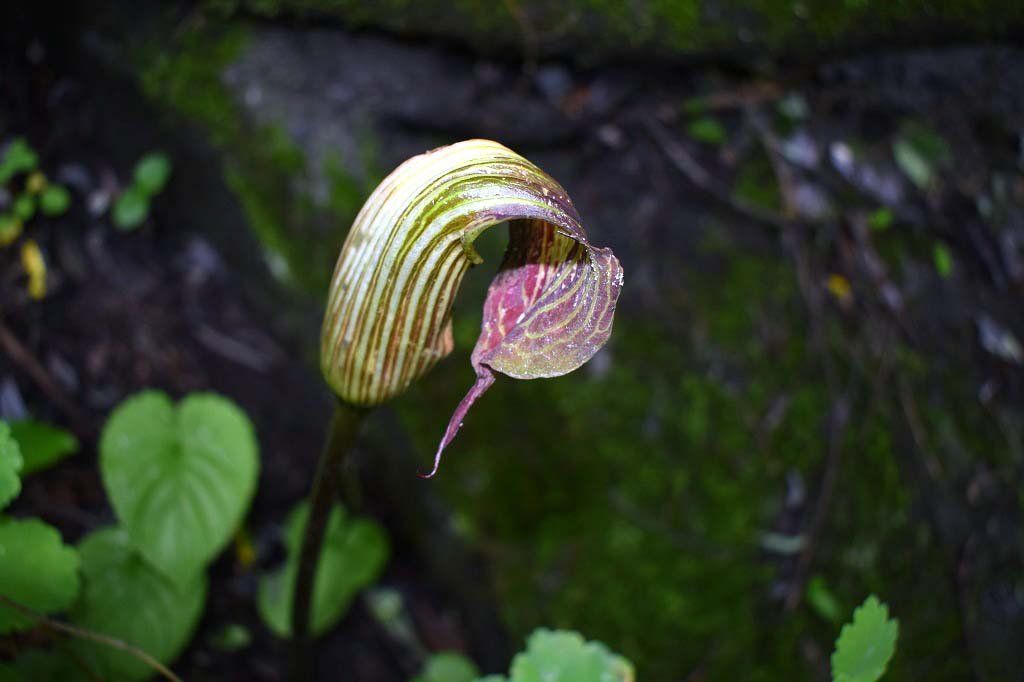 Arisaema Propinquum