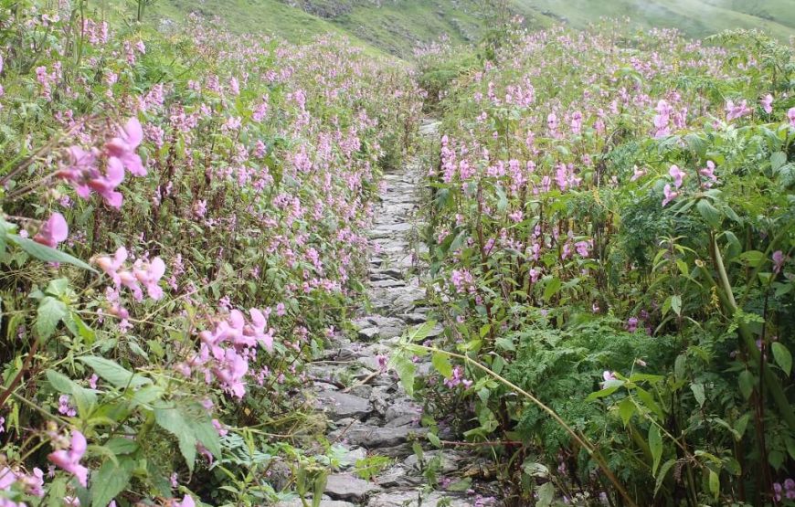 Valley of Flowers Trek