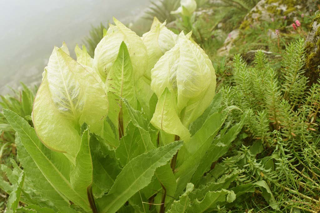 Brahma Kamal State Flower Of Uttarakhand