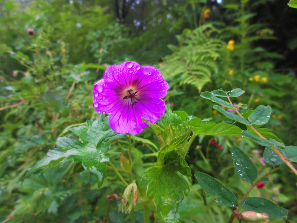 majestic view of valley of flower, Uttarakhand