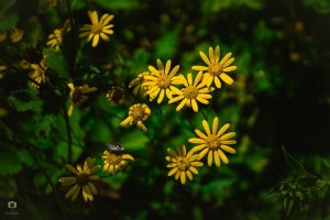 Utttarakhand Trip Trek:  senecio-laetus-in-valley-of-flowers