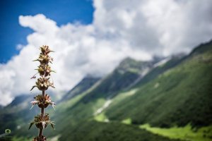 Utttarakhand Trip Trek:  valley-of-flowers-heaven-on-earth