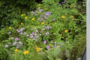 Utttarakhand Trip Trek:  aster-albescens-in-valley-of-flowers-uttarakhand