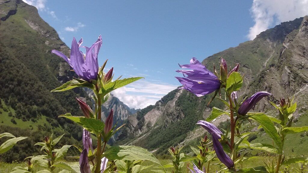 beautiful view of himalayan bell flower in valley of flower