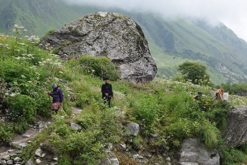 Utttarakhand Trip Trek: Valley of Flowers Hemkund Sahib Trek bloom-of-flower-in-valley-of-flower-trek-uttarakhand