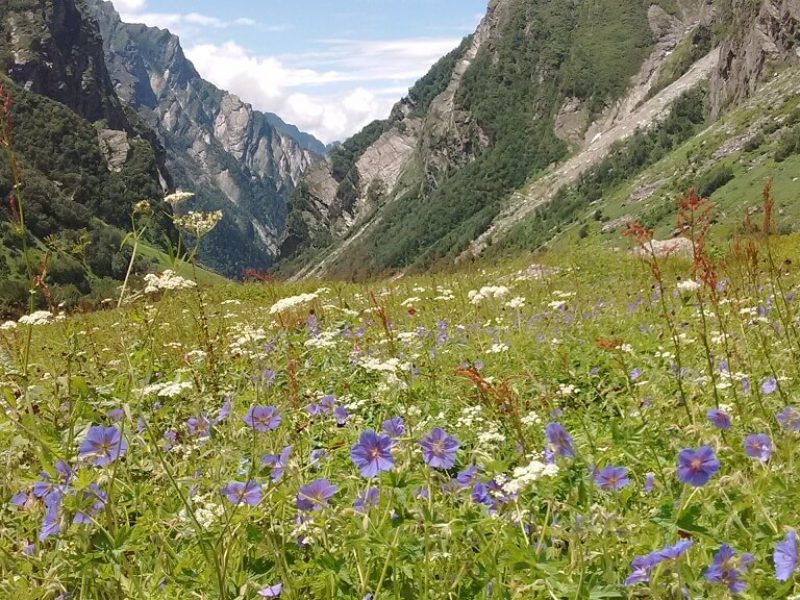 beautiful view of valley of flower, uttarakhand