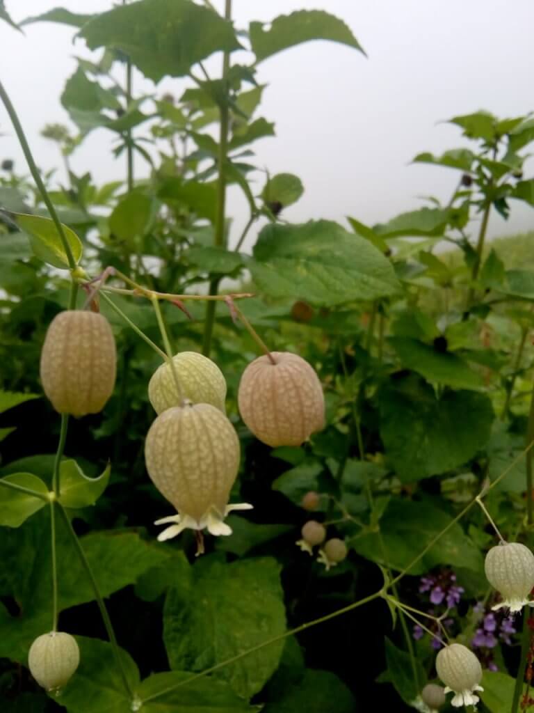 beautiful flower in valley of flowers