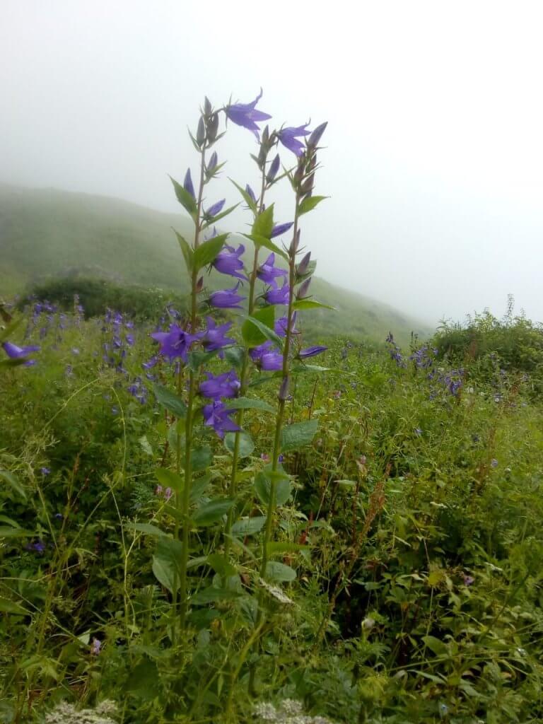 valley of flowers