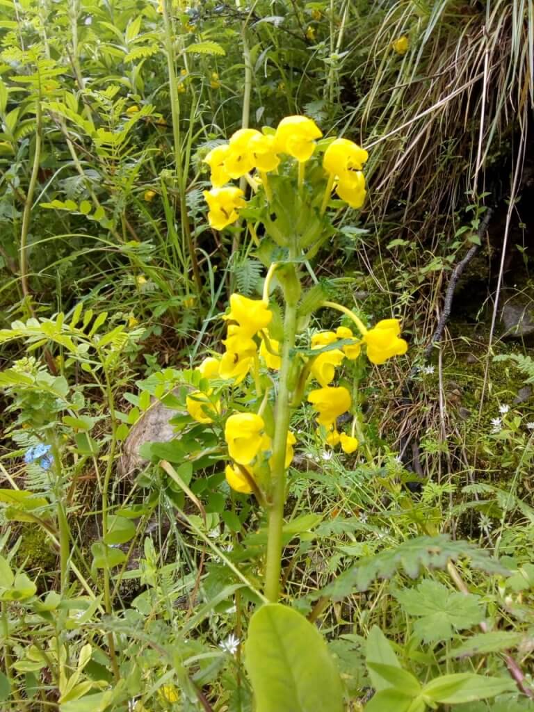 beautiful view of flower in valley of flowers