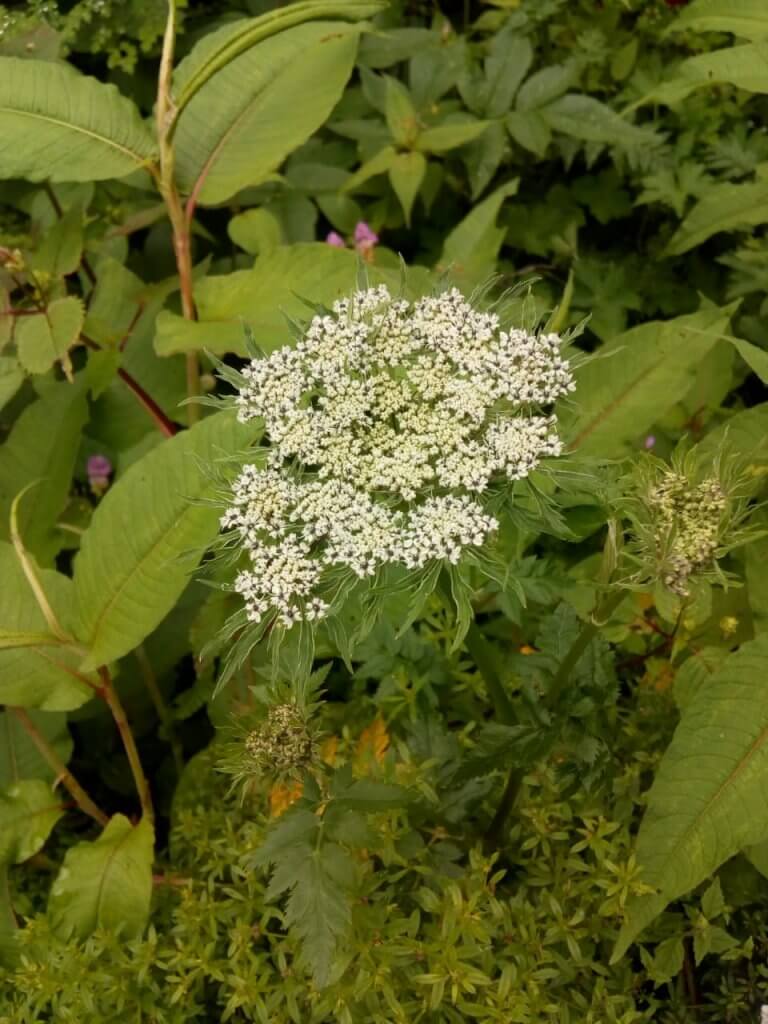 beautiful view of flower in valley of flowers