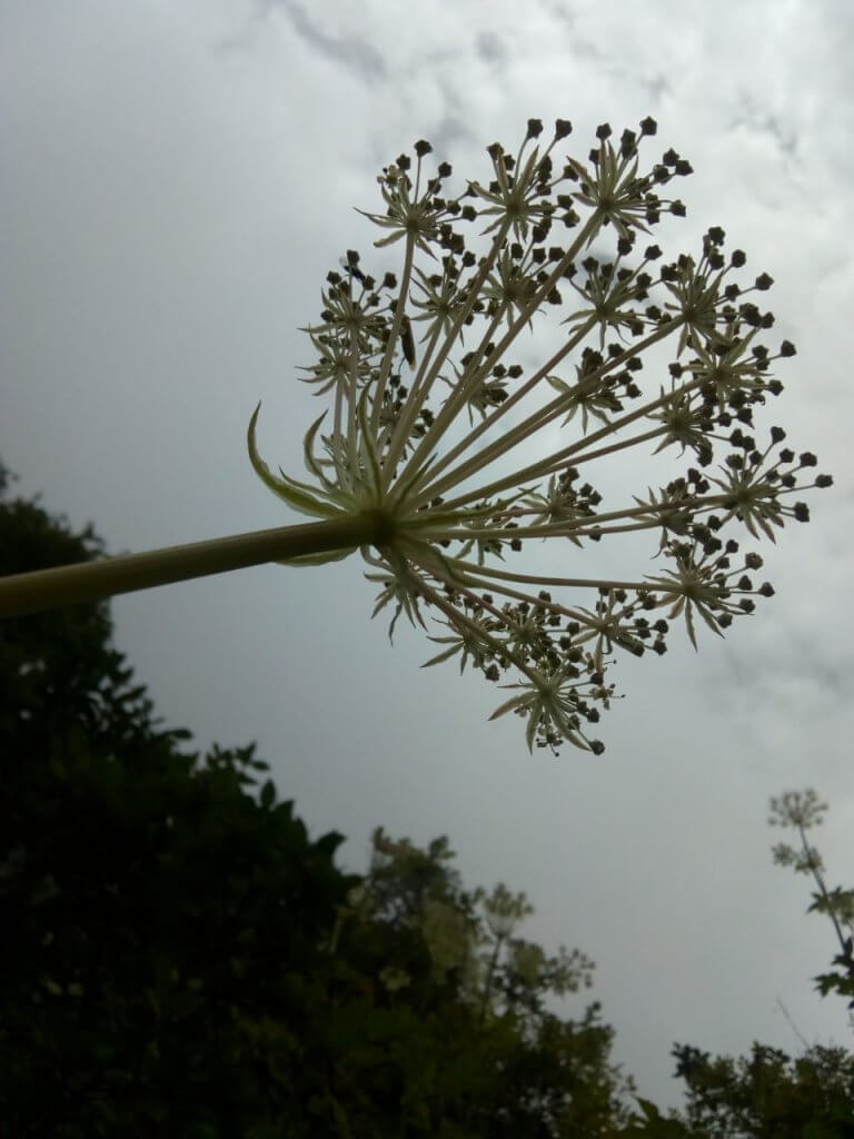 flower in valley of flowers