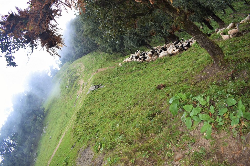 NAG TIBBA TREK