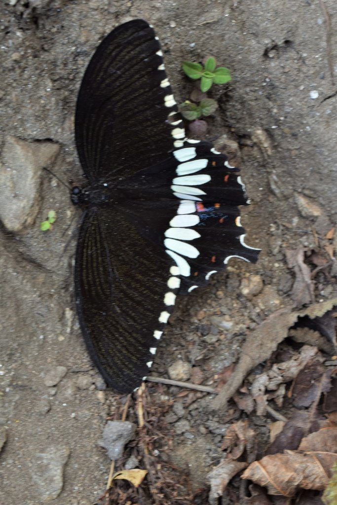 butterfly on kuari pass trek