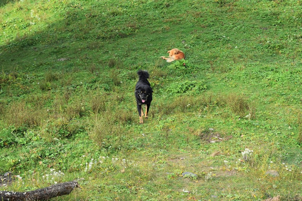 dogs on nag tibba trek