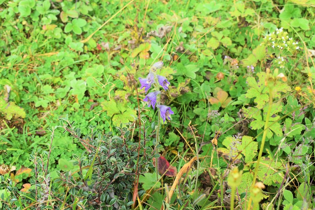 flowers on nag tibba trek