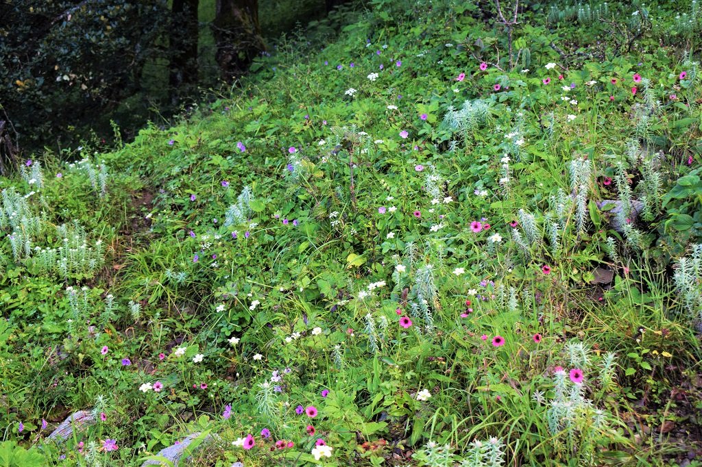 flowers on nag tibba trek