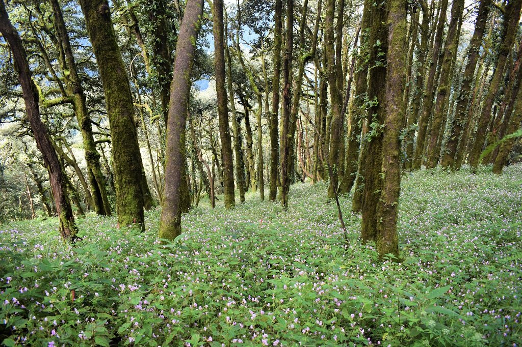 flowers & trees on nag tibba trek