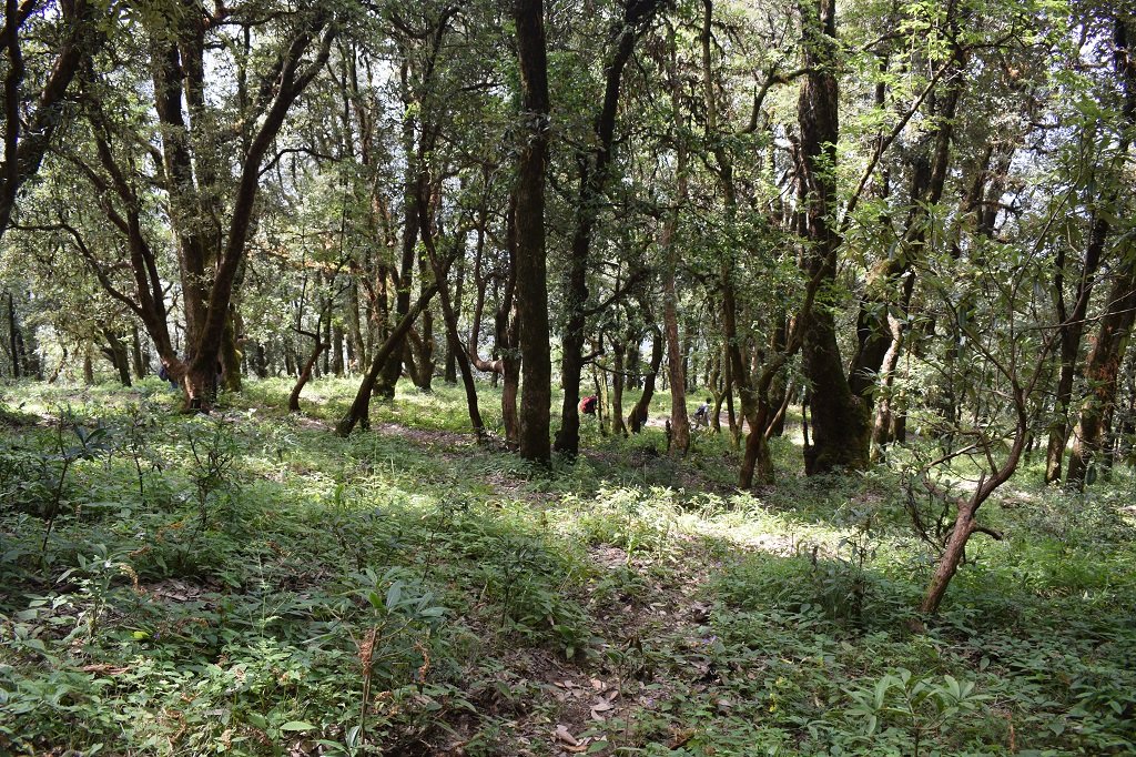 forest area on nag tibba trek