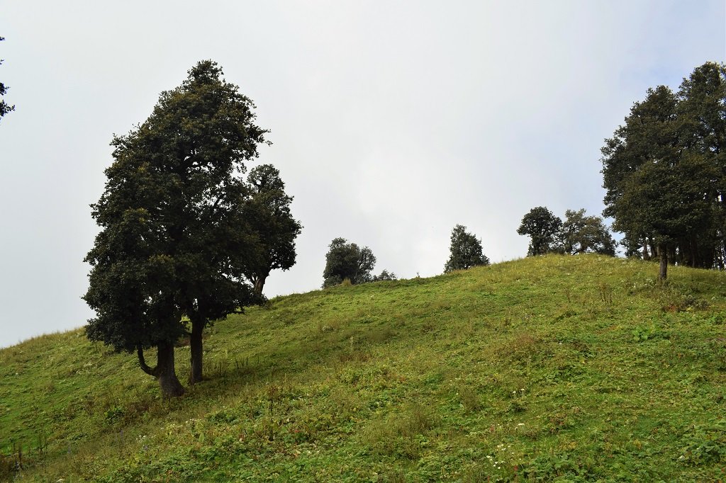 green carpet on nag tibba trek