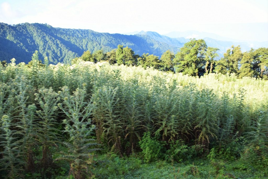 nag tibba trek