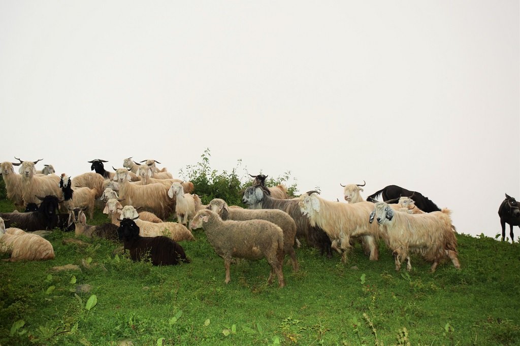 sheeps on the route of nag tibba trek