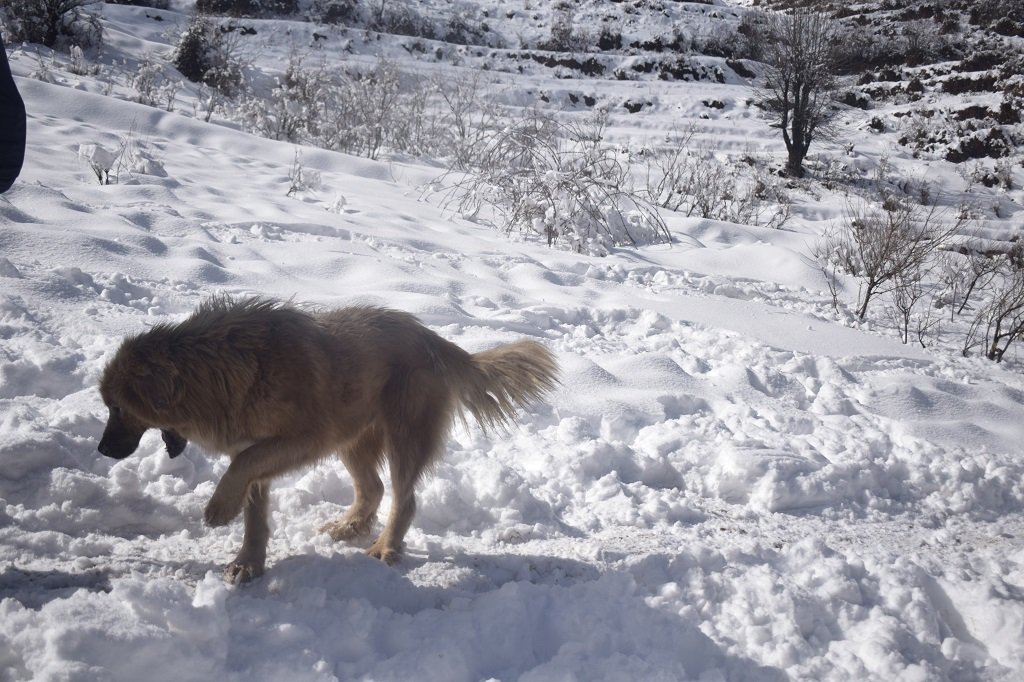 Dog on kedarkantha trek