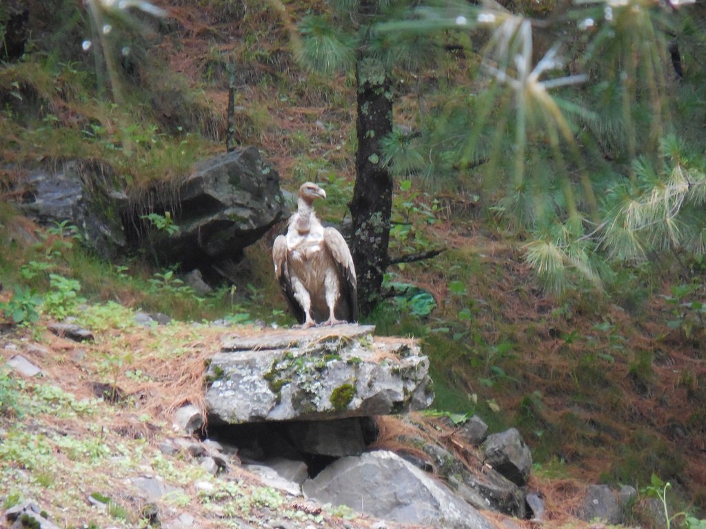 beautiful bird on rupin pass trek