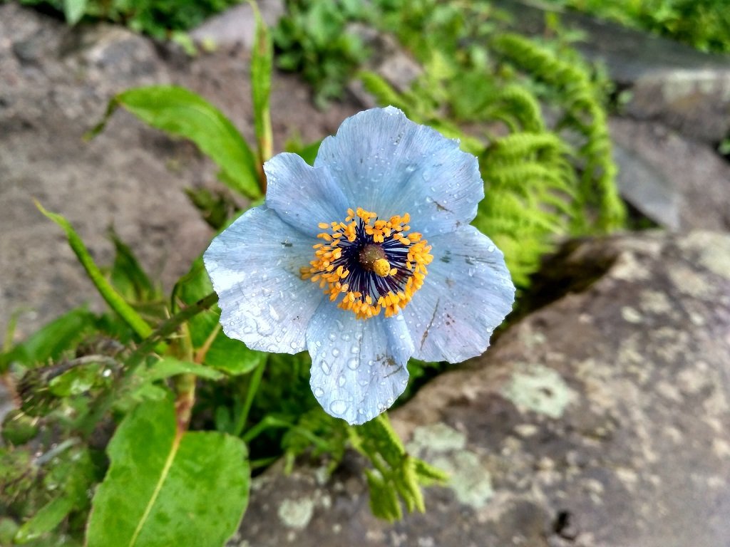 flowers on rupin pass trek