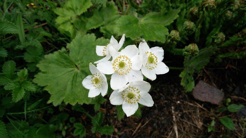 flowers on rupin pass trek