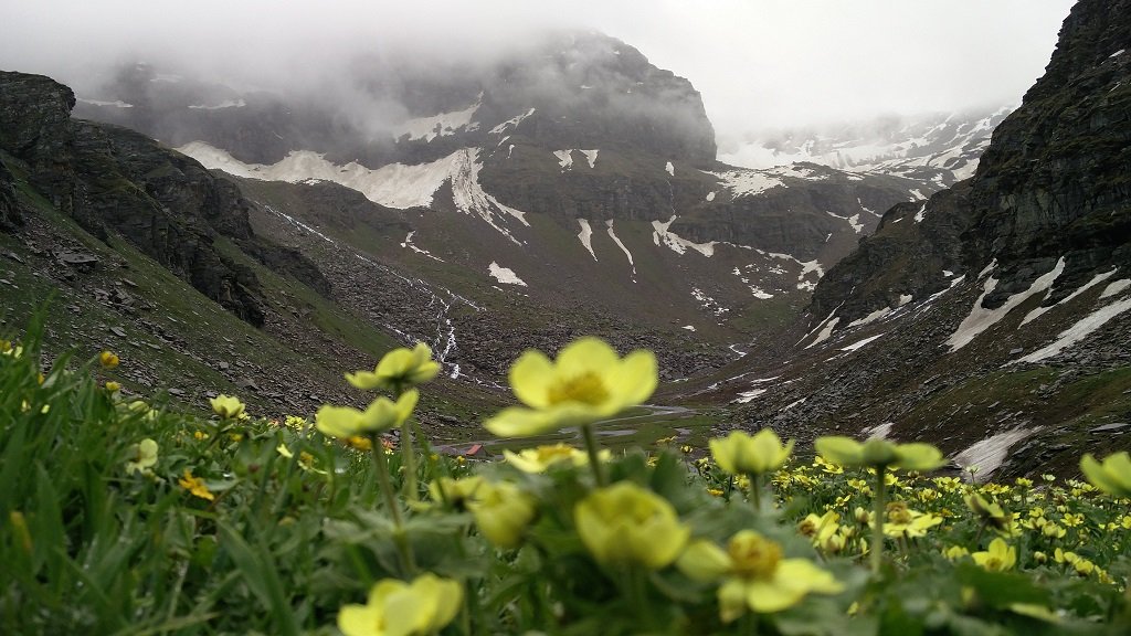 flowers on rupin pass trek