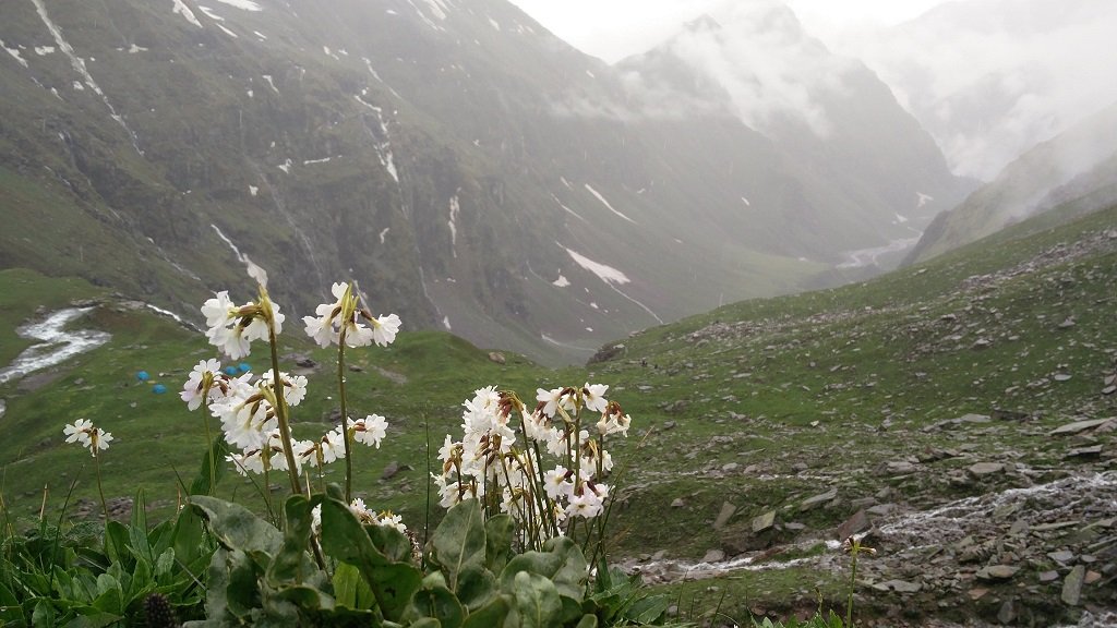 flowers on rupin pass trek