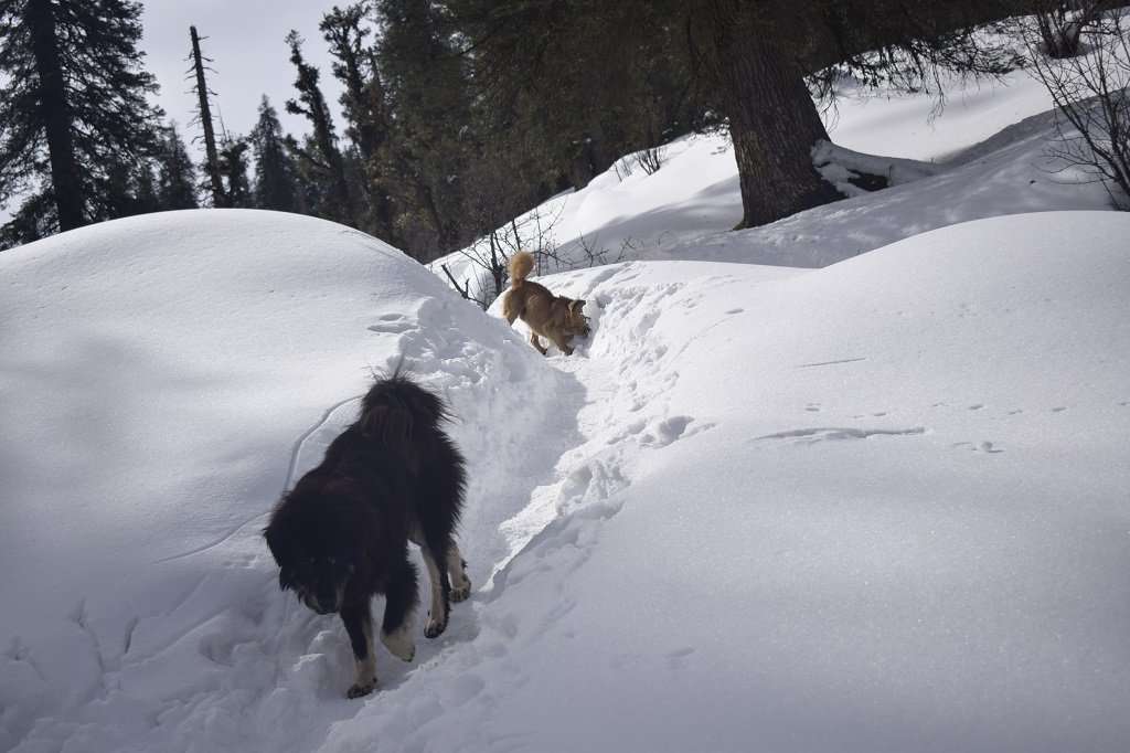 DOGS ON KEDARKANTHA TREK