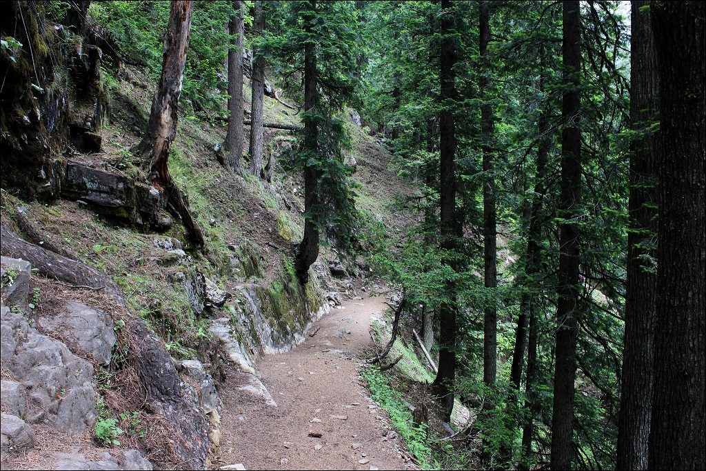 Utttarakhand Trip Trek: Rupin Pass  Lush forest enroute of rupin pass trek