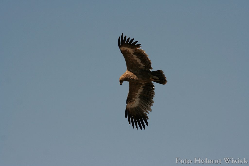 Steppenadler juv Binsar Wildlife Sanctuary