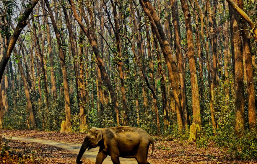 Jim Corbett Tour – A weekend trip to wildlife adventure