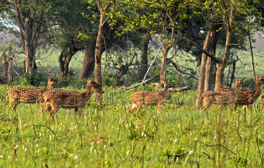 Jim Corbett Tour – A weekend trip to wildlife adventure