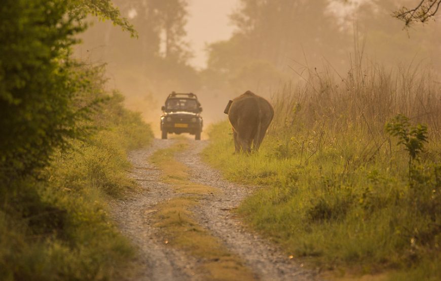 Jim Corbett Tour – A weekend trip to wildlife adventure