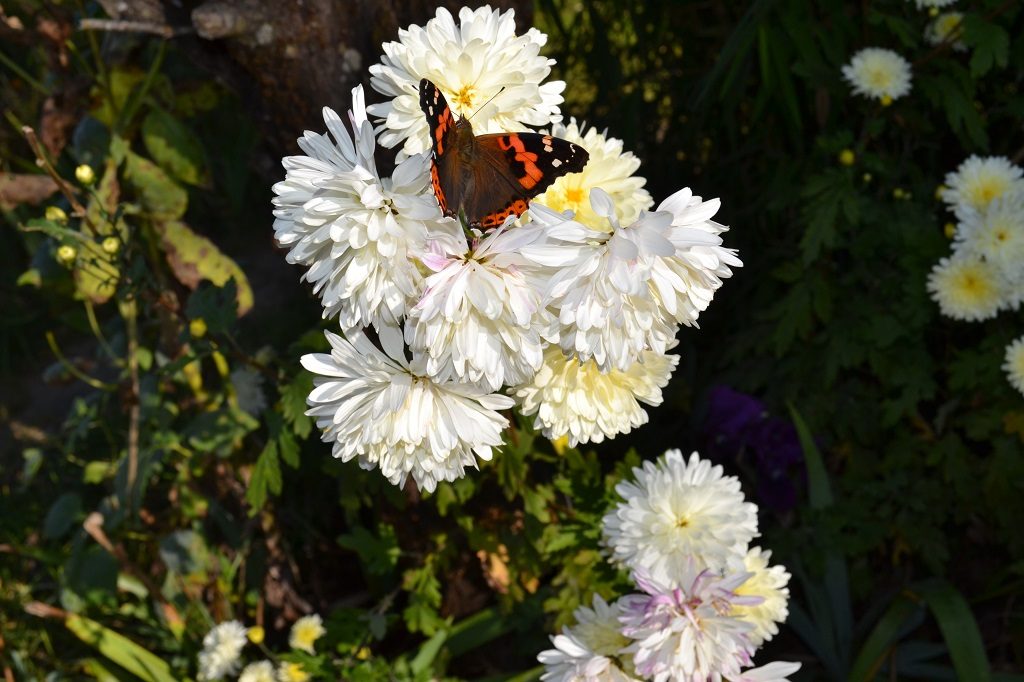 A wild butterfly on the white chrysanthemum flower at Binsar wildlife sanctuary