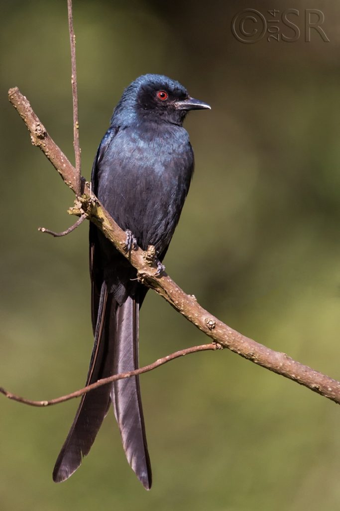 Ashy Drongo Kilbury bird sanctuary pangot, Nainital Uttarakhand