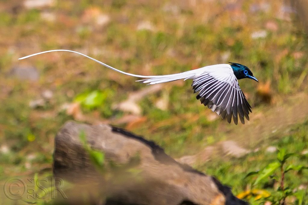 Asian Paradise Flycatcher Kilbury bird sanctuary pangot, Nainital Uttarakhand