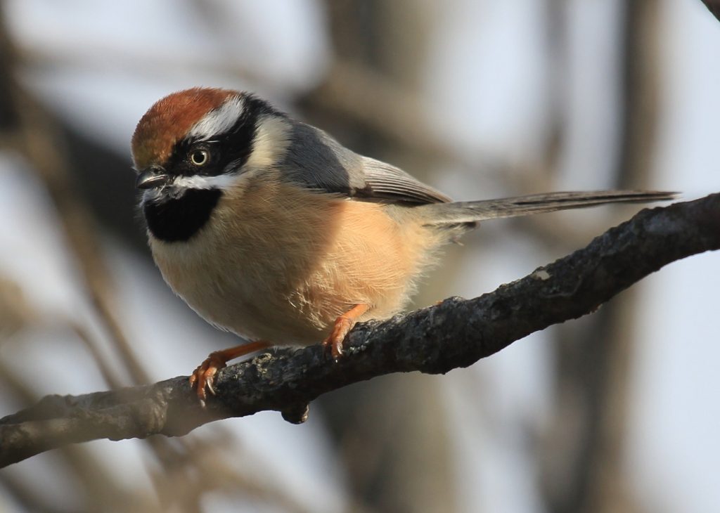 Black-throated Tit at Binsar wildlife sanctuary