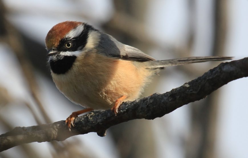 Binsar Wildlife Santuary Bird Watching