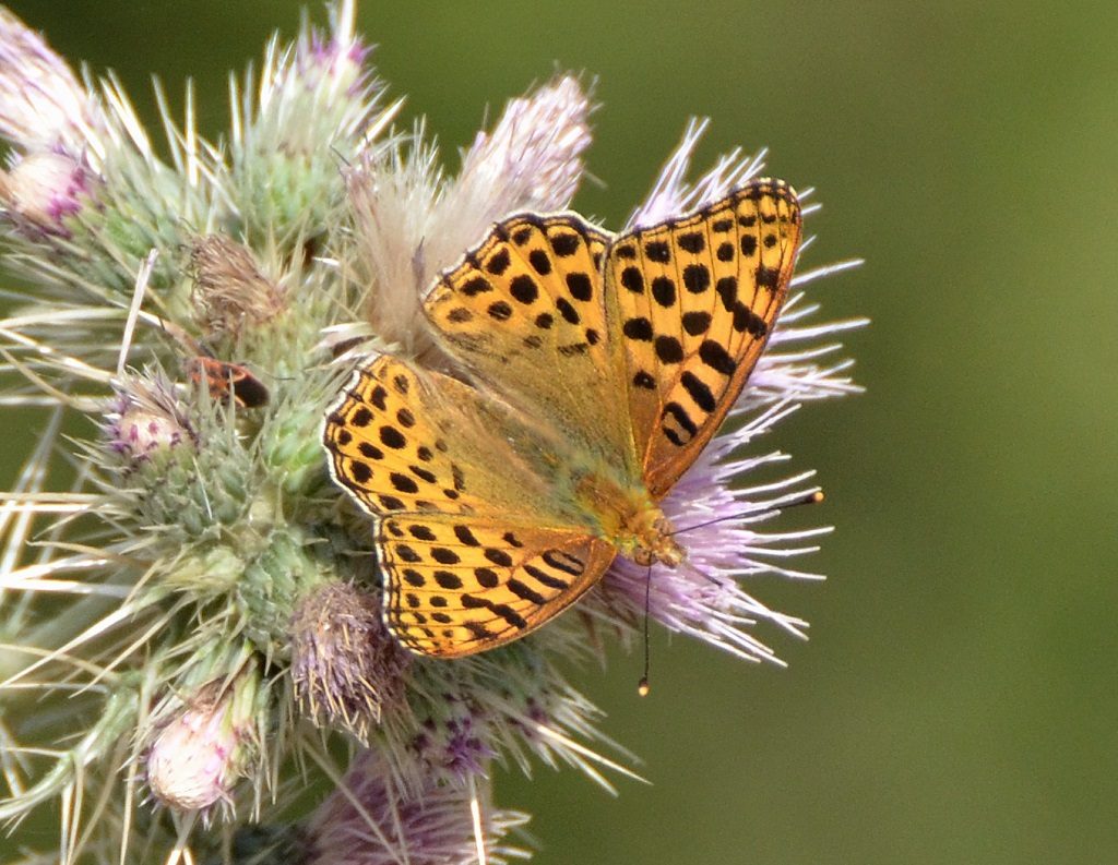 Butterfly in Binsar Binsar Wildlife Sanctuary