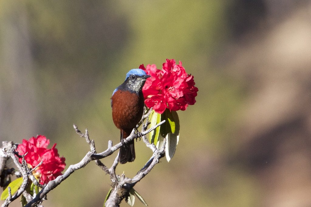 Binsar Wildlife Sanctuary