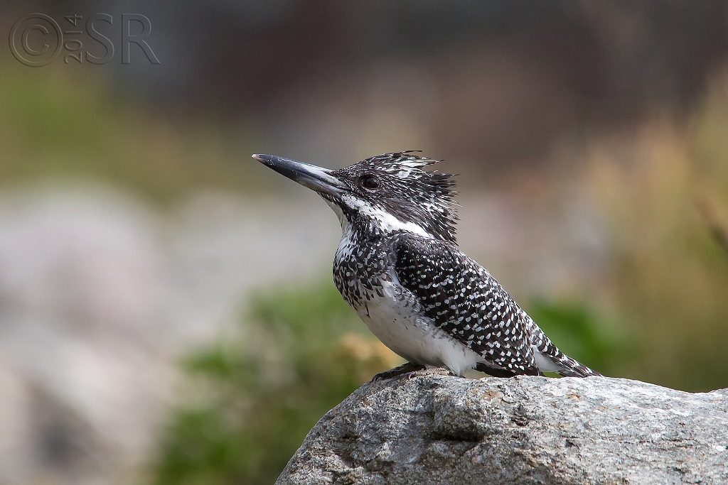 Crested Kingfisher - female Kilbury bird sanctuary pangot, Nainital Uttarakhand