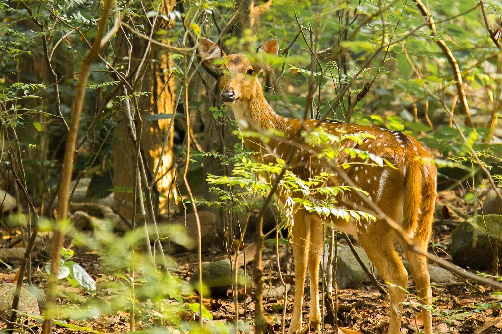 Dhikala Forest Lodge, Jim corbett national park