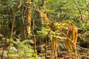 Utttarakhand Trip Trek:  Dhikala Forest Lodge, Jim corbett national park