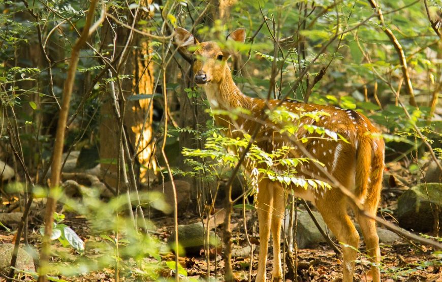 Corbett Jungle Lore Camp