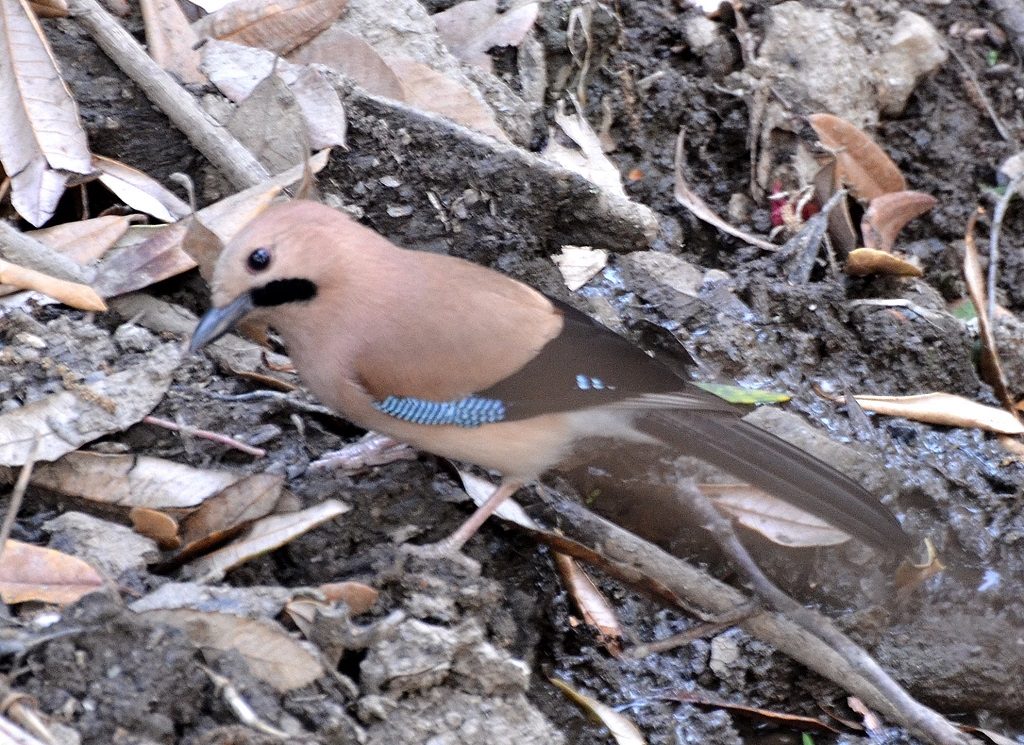 Eurasian Jay Binsar Wildlife Sanctuary