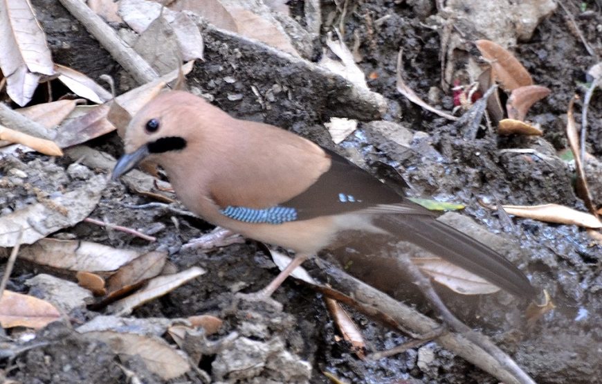 Binsar Wildlife Santuary Bird Watching